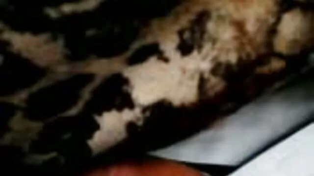 Adulto sem registo  A puta vidiopono tira os sapatos e come saltos altos.