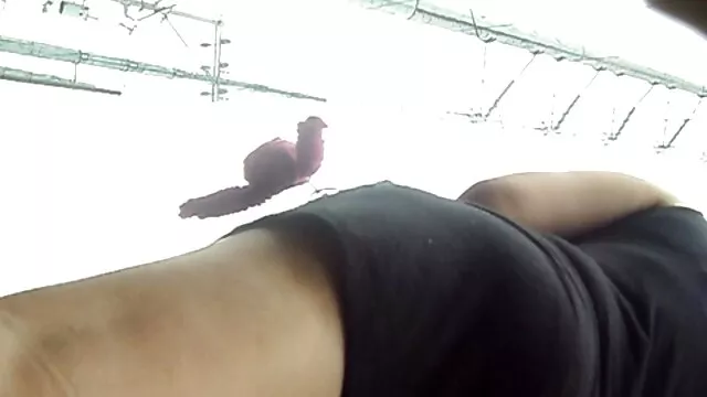 Adulto sem registo  Miúda com vibrador até ao vivi fernandes transando orgasmo